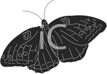 Insect Clipart