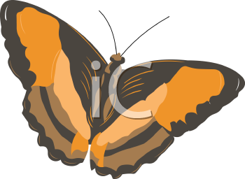 Insect Clipart