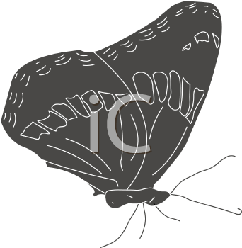 Insect Clipart