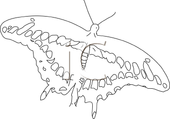 Insect Clipart