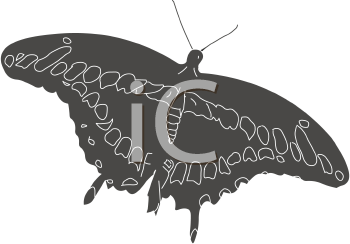 Insect Clipart