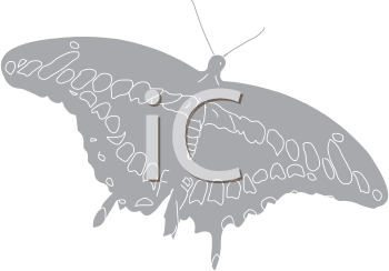 Insect Clipart