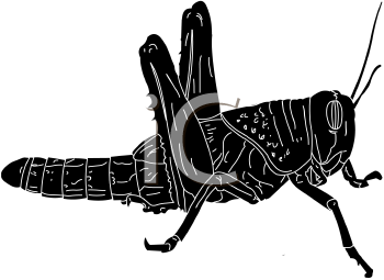 Insect Clipart