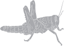 Insect Clipart