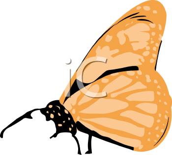 Insect Clipart