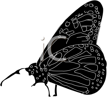 Insect Clipart