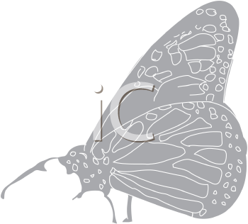 Insect Clipart