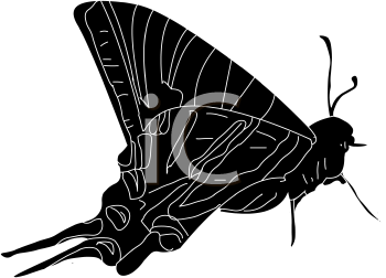 Insect Clipart