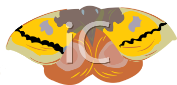 Insect Clipart