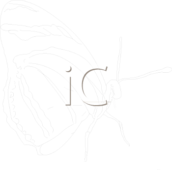 Insect Clipart