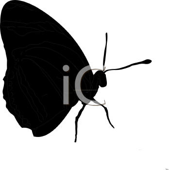 Insect Clipart