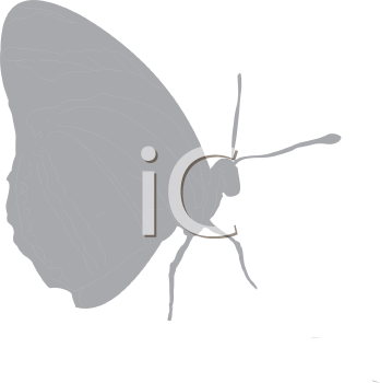 Insect Clipart