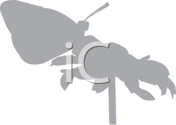 Insect Clipart