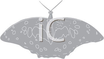 Insect Clipart