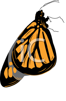Insect Clipart