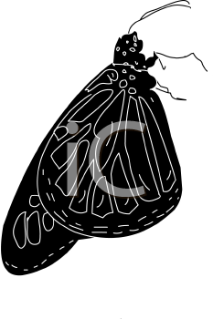Insect Clipart