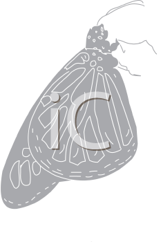 Insect Clipart