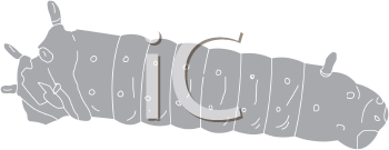Insect Clipart