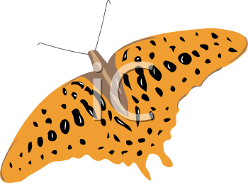 Insect Clipart