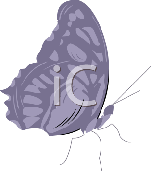 Insect Clipart