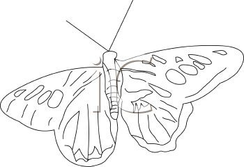 Insect Clipart