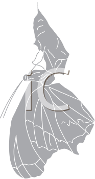 Insect Clipart