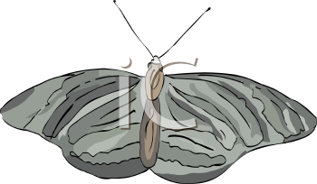 Insect Clipart