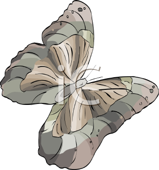 Insect Clipart