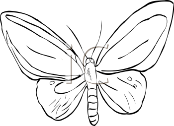 Insect Clipart