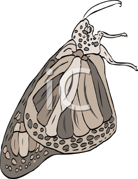 Insect Clipart