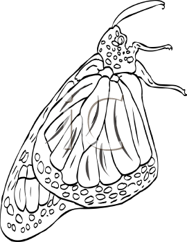 Insect Clipart