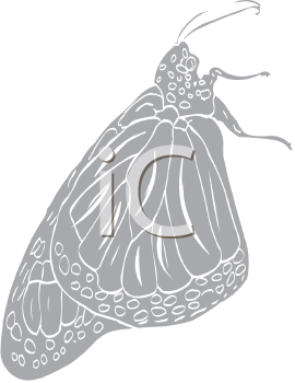 Insect Clipart