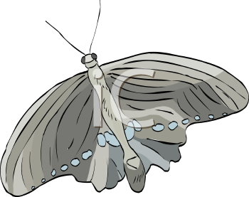 Insect Clipart