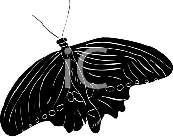 Insect Clipart