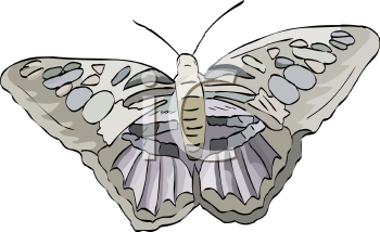 Insect Clipart