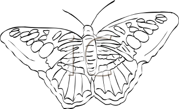 Insect Clipart