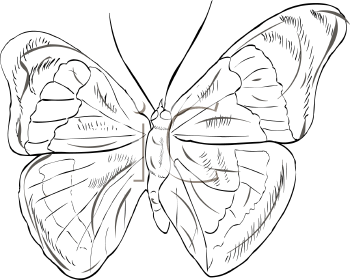 Insect Clipart