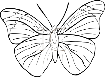Insect Clipart