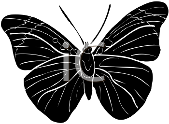 Insect Clipart