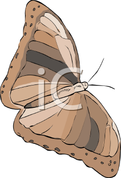 Insect Clipart
