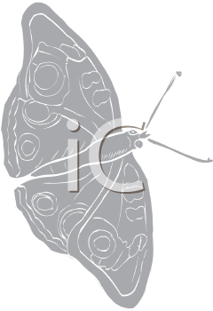 Insect Clipart