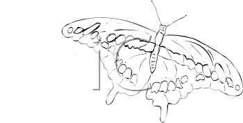 Insect Clipart