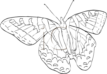 Insect Clipart