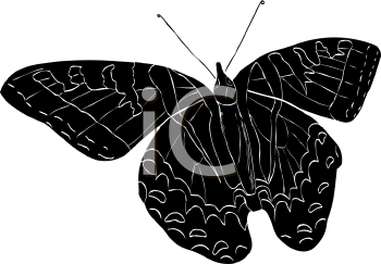 Insect Clipart