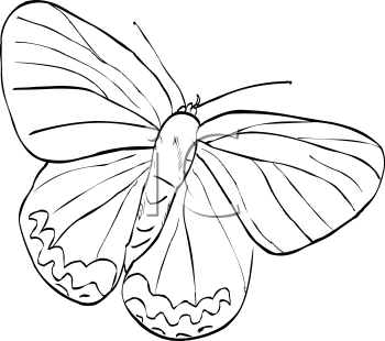 Insect Clipart