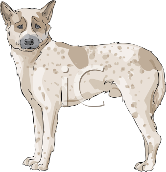 Pet Clipart