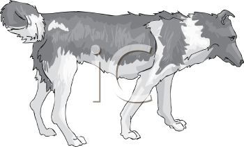 Pet Clipart