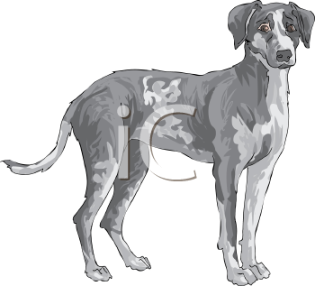 Pet Clipart