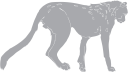 Big Cat Clipart