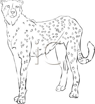 Big Cat Clipart